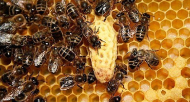 Co je matečný louh? Jak ji vystřihnout a přesadit do nové včelí rodiny?